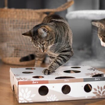 Canadian Cat Company Katzenspielzeug MagicBox 4 Canadian Cat Company Katzenspielzeug MagicBox – Bild 2