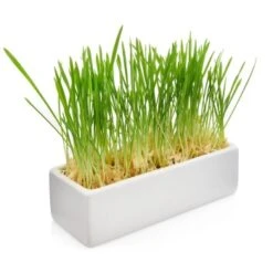 Canadian Cat Company Futterbar Cat Diner Grau/ Weiß -Catitea Geschaft 0e525574824550e168be02a6fecb7a609ed284ae 1360972 de DE a02d68c3a8d109b1266e955b4dfb6c9ffc1d2950Klvw73