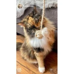 Kater Kasimir Deluxe Set Mit 9 Beliebten Katzenspielzeugen Aus Naturmaterial Und Handgemachtem CATDAD Armband -Catitea Geschaft 1f04ffa2e176fa1eec74eb330832e3ec90bf46a4 1408151 de DE 8e1afbeea10c4c53b2e3c89a347993a00031803aaPAVJ2