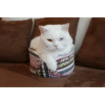 Canadian Cat Company Katzenschiff LUNA 5 Canadian Cat Company Katzenschiff LUNA – Bild 3