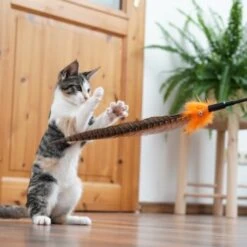 Schlitzohr Federwedel Birdy 3er Pack 18 Schlitzohr Federwedel Birdy 3er Pack -Catitea Geschaft 2e08cedc855b4fe4d22372cc22f48cef3188be3c 1659562 de DE 4a8ba2ccf79071630769db1080a8b14fba93fcb3EKX8X8