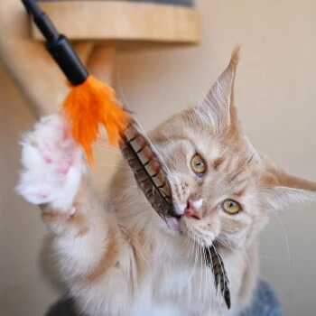 Schlitzohr Federwedel Birdy 3er Pack 4 Schlitzohr Federwedel Birdy 3er Pack – Bild 2