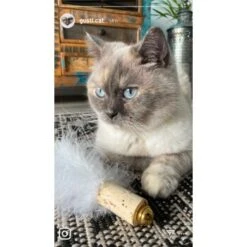 Kater Kasimir Deluxe Set Mit 9 Beliebten Katzenspielzeugen Aus Naturmaterial Und Handgemachtem CATDAD Armband -Catitea Geschaft 4d777484de5457a02028f595b53fdb1b69e309d7 1408151 de DE 911e17a5e45692f3789ac8bc9aee946048898d74SkrQo3