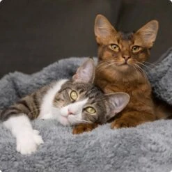 SELECT GOLD Pure Chicken Snack Kitten 8 X 75g -Catitea Geschaft 536de371626fbac7381fe51ce63607aedfae0cd8 1099803 de DE 4 Select Gold Cat