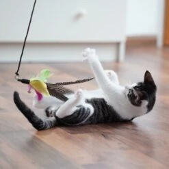 Schlitzohr Stabile Katzenangel Arnold -Catitea Geschaft 54841f5ca0a2f25f571ec7332a32c6e2a90e4e62 1484671 de DE 2194cc6dae193c9b0d821763f83834cddf74faa5pNGuUj