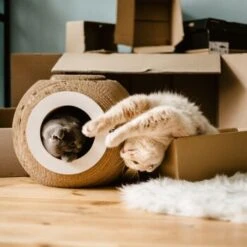 District 70 Kratzmöbel ORB -Catitea Geschaft 6560d6445e5f805cae3a1d1e8107ae0366b9b4a6 81457cdf11eed55f55edd03c92dee35d68931e4f