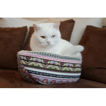 Canadian Cat Company Katzenschiff MAJA 4 Canadian Cat Company Katzenschiff MAJA – Bild 2