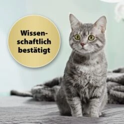 Felisept Home Comfort Set Diffusor + Flakon 45ml 9 Felisept Home Comfort Set Diffusor + Flakon 45ml -Catitea Geschaft 9c015fbf97e9da0b9557db7ed4b82ab2943cb9e3 1667495 3