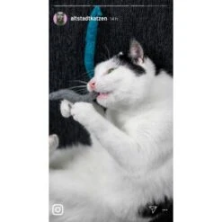 Kater Kasimir 10 Handgerollte Filzwürmer Aus Echtem Wollfilz (Sparpack) 9 Kater Kasimir 10 Handgerollte Filzwürmer Aus Echtem Wollfilz (Sparpack) -Catitea Geschaft a1d9ec9b5677837ff914c946fc56ce6df3fdd0c8 1408147 de DE 1fc0cc3c919dcaaf28a0e442859a52c0a2aaef43ohv9aP