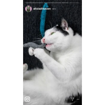 Kater Kasimir 10 Handgerollte Filzwürmer Aus Echtem Wollfilz (Sparpack) 6 Kater Kasimir 10 Handgerollte Filzwürmer Aus Echtem Wollfilz (Sparpack) – Bild 4