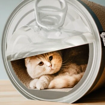 District 70 CAN Cardboard 5 District 70 CAN Cardboard – Bild 3