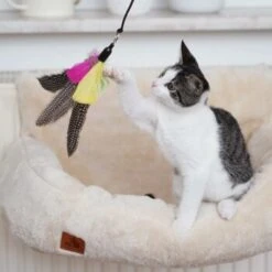 Schlitzohr Katzenangel Federanhänger 5x -Catitea Geschaft ac968f3e92fea38def92e5a7524fa7085dc78563 1484675 de DE ddb20d567bfb55f49958028f07ad50186cd87523xUAnfc