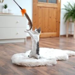 Schlitzohr Federwedel Birdy 3er Pack 14 Schlitzohr Federwedel Birdy 3er Pack -Catitea Geschaft ad71433917b4c75207a76b8cde2a63e28ac6a3f4 1659562 de DE 3439e97a8a6ef7574f0506829a0694961b8792bfHS2VqL