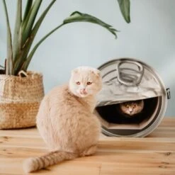 District 70 CAN Cardboard 11 District 70 CAN Cardboard -Catitea Geschaft b74e7b3e816e0644dc79f2602e8fd6b2e0c86d73 287b4bbd5048dc2cbb169bff1f18c2c75fd90f94