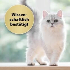 Felisept Home Comfort Nachfüller 45ml -Catitea Geschaft caf8bdd319326ad4f481de1e79b9c99dd7d55926 1667496 3