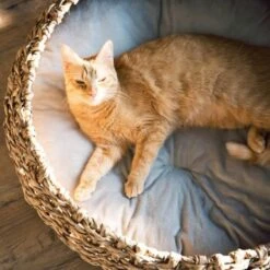 District 70 COCOON Natural M -Catitea Geschaft d1bca9000c27271741682ed9d9947040fa216679 010fccd4edaf289528235b12a94f95e756b71b5e