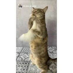 Kater Kasimir Premium Katzenangel Mit 4 Handgemachten Anhängern Aus Naturmaterial -Catitea Geschaft f5a0947d639de966c4125c979f26b15c23b5fa95 1408150 de DE aa9d1c169f7ec9191367c416c4b64e9770f966aeO7Adip