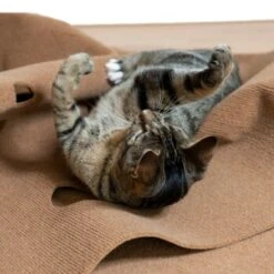 Canadian Cat Company Spielteppich Für Katzen Braun -Catitea Geschaft feeb1471a0788eb13995861dfe89bb445b21d4b8 1394213 de DE 4a32360e22e339a18cf0f9a52c488f1077251d777uzNQw